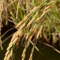 Produção de arroz depende de gene específico