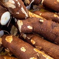 Preços da mandioca se mantém firme