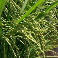 Custo da lavoura de arroz aumenta em 2022