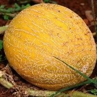 Cotação do melão amarelo praticamente se mantém