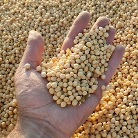 USDA: Brasil deve produzir mais soja; EUA menos