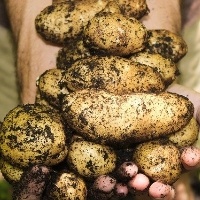 Semana é marcada por estabilidade nas cotações da batata