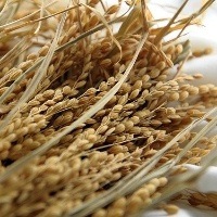 Colheita do arroz segue ritmo semelhante a 2022 