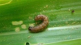 Países africanos pedem ajuda ao Brasil para controlar lagarta-do-cartucho