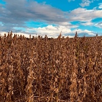Safra recorde de soja no Brasil pode compensar as perdas da Argentina