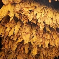 Tabaco: mais uma empresa anuncia reajuste