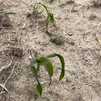 Estiagem e temporais: prejuízo na agricultura chega a R$ 33 milhões