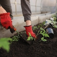 Adubação equilibrada gera tomate saudáveis 