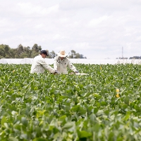 Sojicultores passam a contar com tecnologia para controle dos principais detratores da produtividade da soja