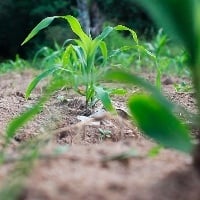 Produtor deve se preparar para semeadura da safra de milho