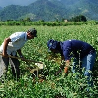 Garantia-Safra autoriza pagamento para mais de 408 mil agricultores