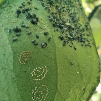 RS tem primeiro registro de mosca-negra-dos-citros