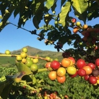 Café em ascensão: Brasil deve colher terceira maior safra da história