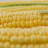 Preços do milho demonstram leve tendência de alta