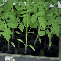  Enxertia é adotada no tomate para controlar doenças 